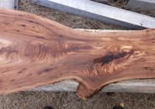 Elm Live Edge 101a