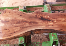 Elm Live Edge 103a