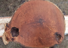 Oak Live Edge Round 401d