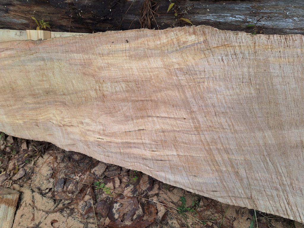 Beautiful Maple First Cut